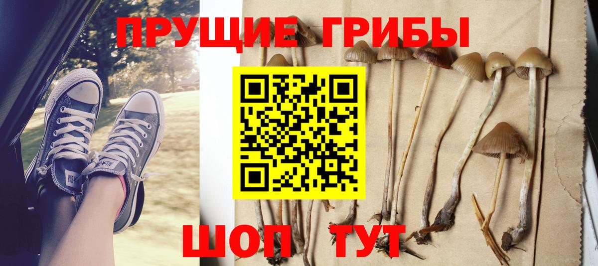 цены наркотик  Вход с VPN  Галлюциногенные грибы MAGIC MUSHROOMS  Хасавюрт  Псилоцибиновые грибы GOLDEN TEACHER 
